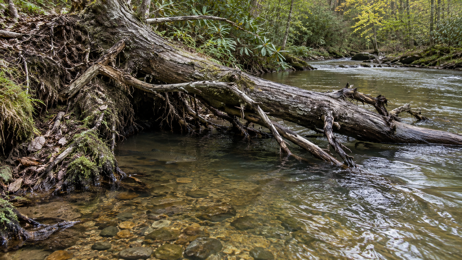 Undercut bank providing trout shelter and holding water