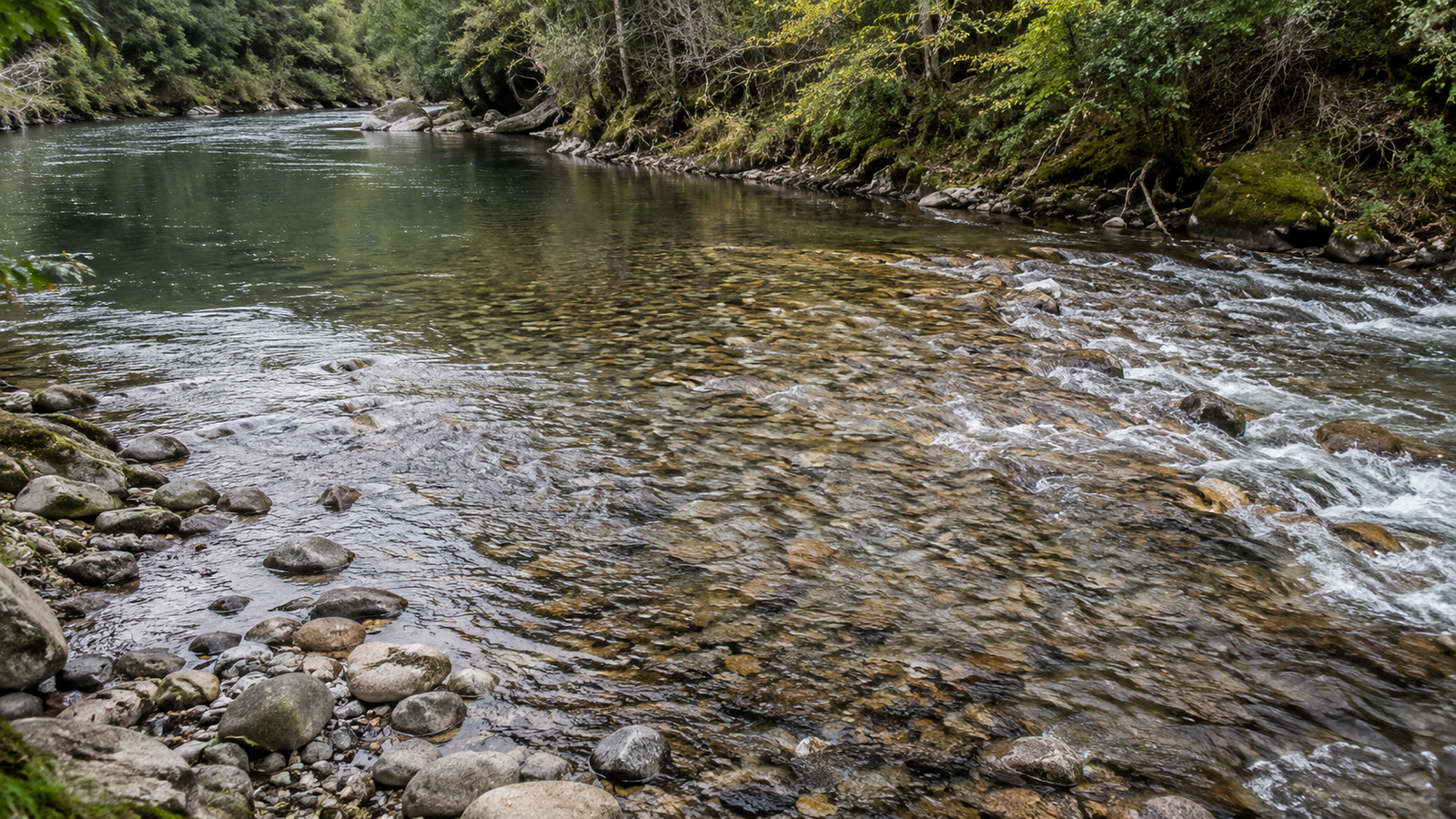 Tailout section of a trout stream
