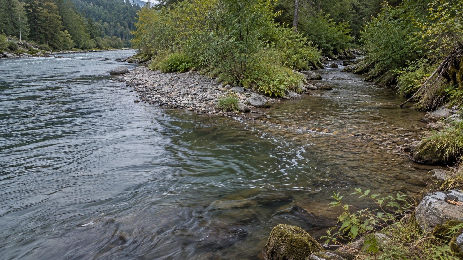 Tributary entering trout water