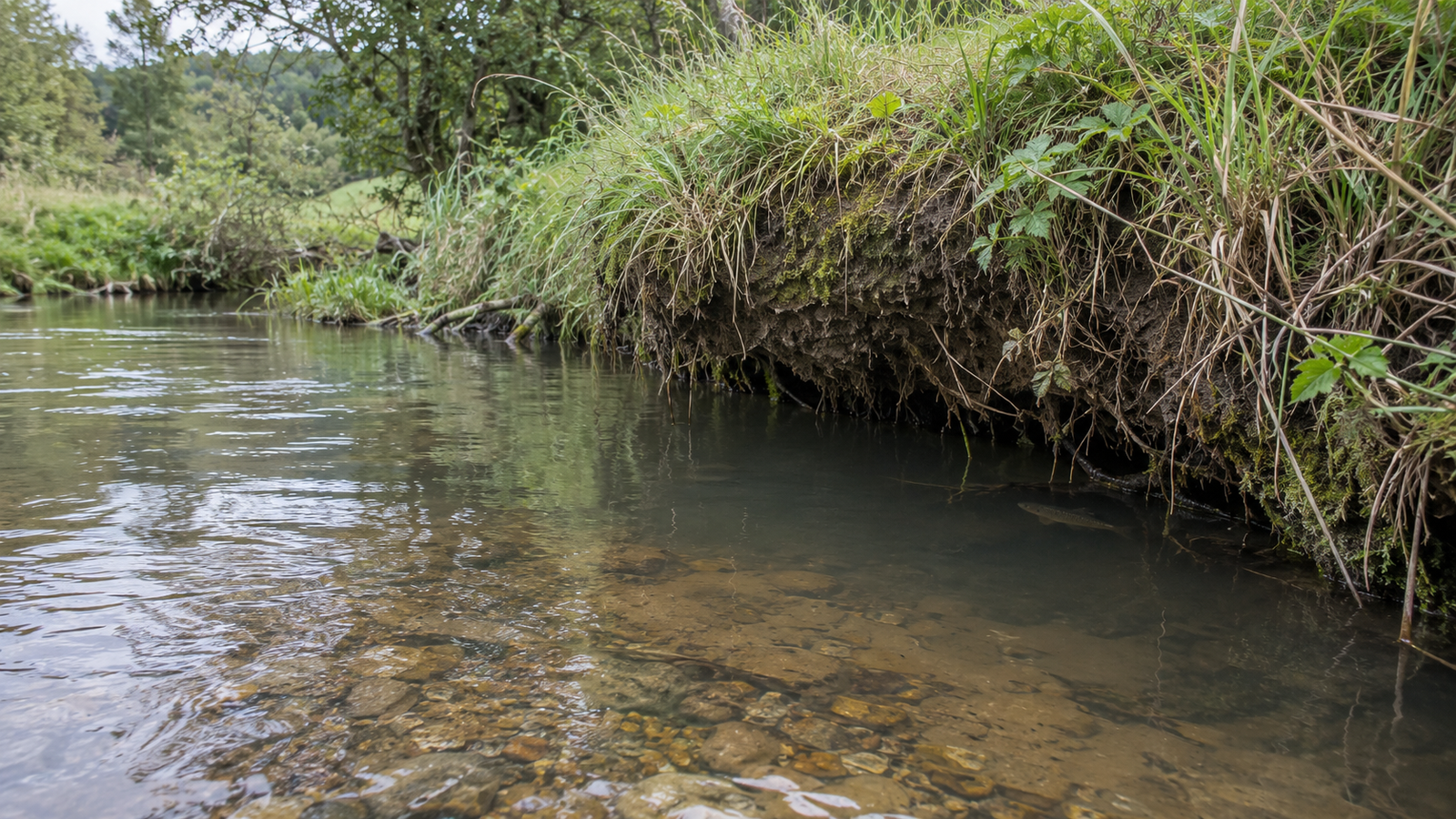Undercut stream bank providing trout cover