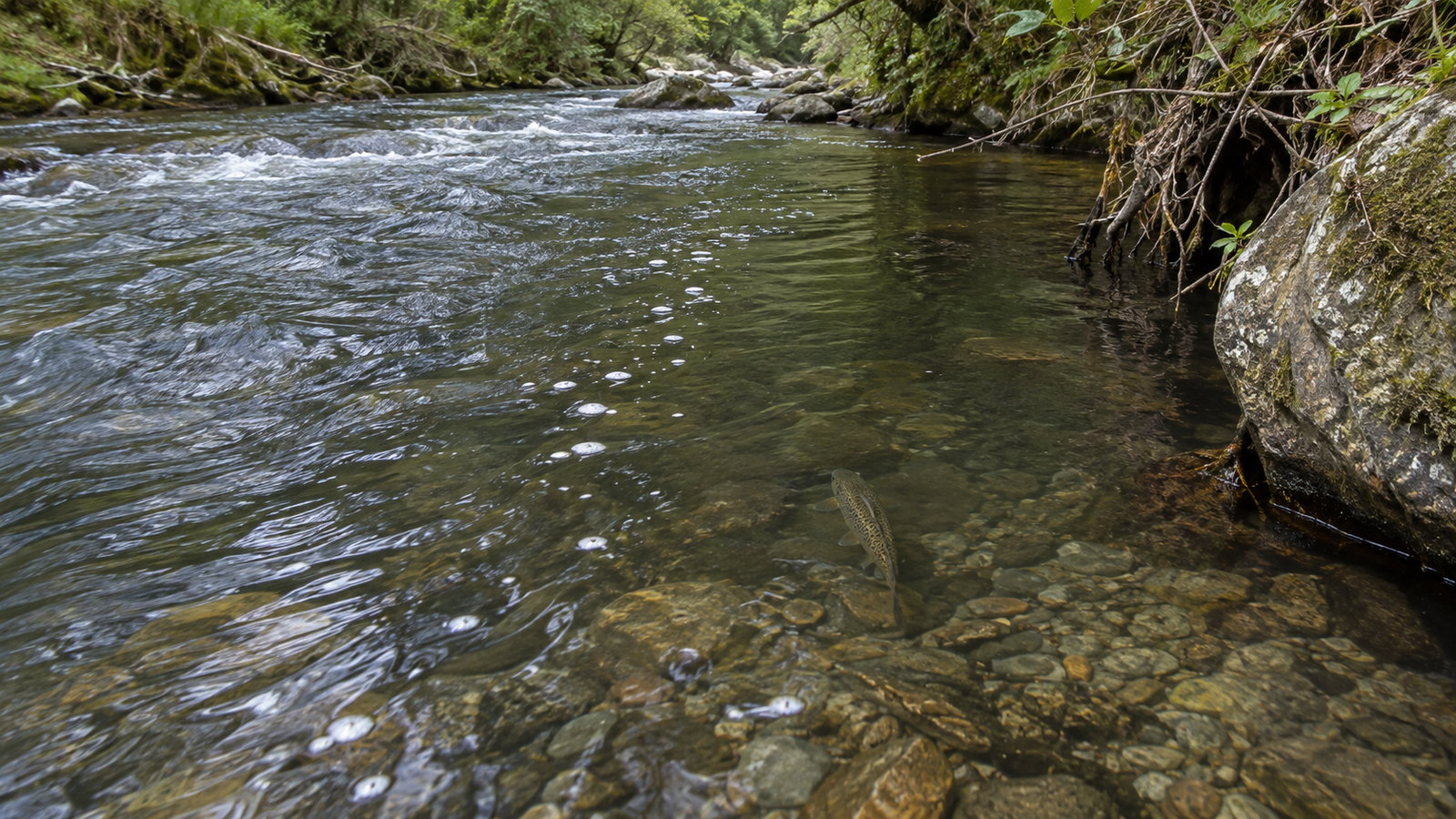 Feeding lane carrying food through trout holding water