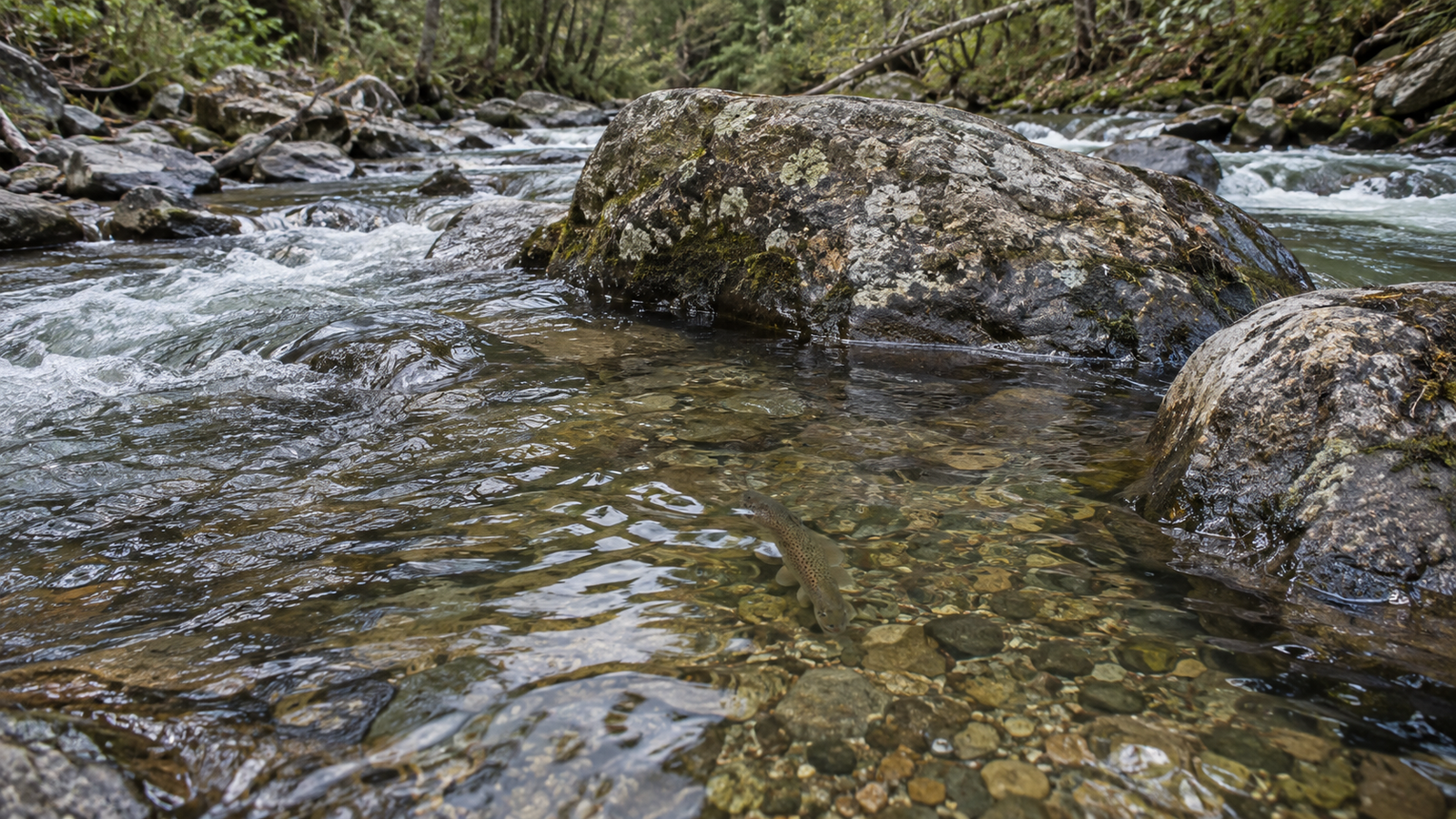 Pocket holding water among rocks