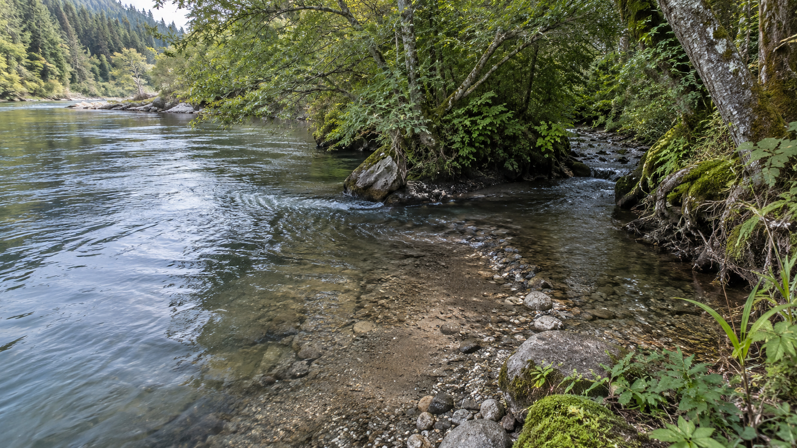 Trout holding in deeper shaded thermal refuge